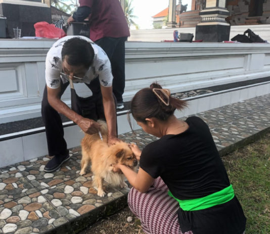 Distan Gencarkan Vaksinasi Rabies di Banjar Tegenungan