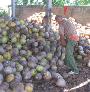 Efek Domino Kebijakan Sampah, Jembrana Kewalahan Tampung Limbah Kelapa