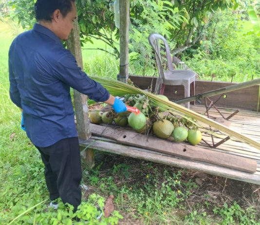 Jatuh dari Pohon Kelapa, Warga Warnasari Meninggal