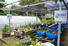 Perempuan Berdaya lewat BRInita, Intip Kisah Inspiratif KWT Buaran Citra Lestari