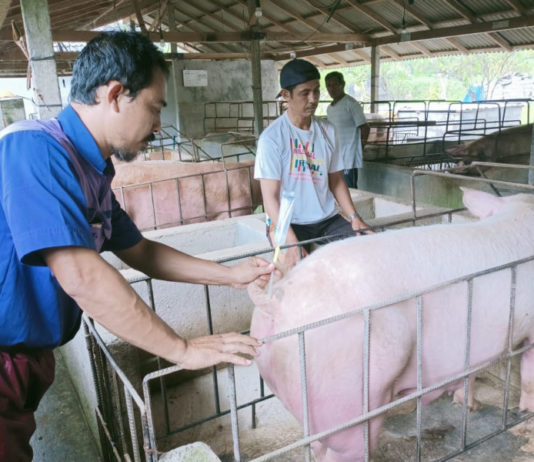 Peternak Tabanan Minati IB Babi, Stok Sperma Sering Kurang
