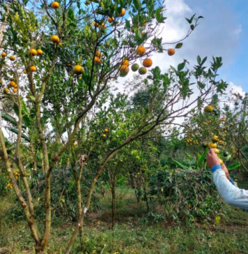 Sektor Pertanian Bangli Didorong Jadi Primadona