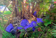 Setumpuk Sampah Dibuang ke SMP Wisata Sanur Denpasar, Dilempar dari Lewat Tembok