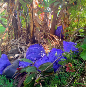 Setumpuk Sampah Dibuang ke SMP Wisata Sanur Denpasar, Dilempar dari Lewat Tembok