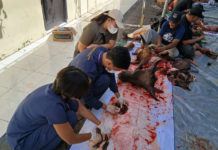 Disperpa Badung Awasi Ketat Pemotongan 278 Sapi dan 851 Kambing