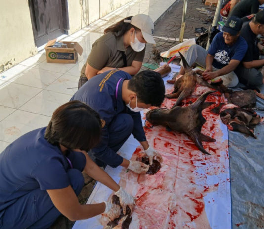 Disperpa Badung Awasi Ketat Pemotongan 278 Sapi dan 851 Kambing