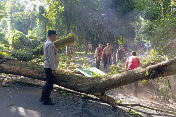 Akar Lapuk, Pohon Tumbang Tutup Jalan Di Demulih 1
