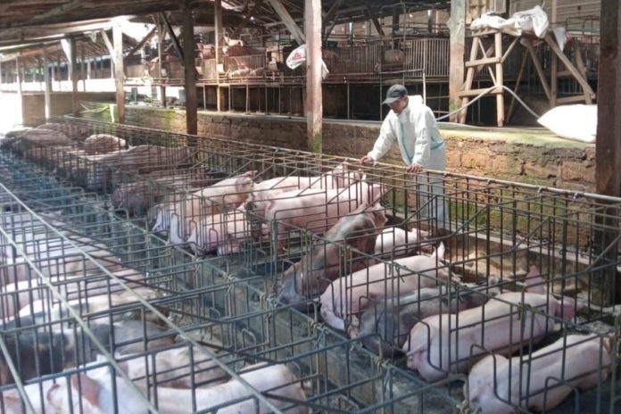 Antisipasi ASF, Distan Tabanan Perketat Pengawasan Dan Minta Peternak Terapkan Biosekuriti 1