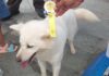 Asih Harumkan Nama Bali di PERKIN Dog Show 2026