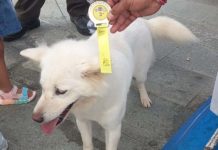 Asih Harumkan Nama Bali di PERKIN Dog Show 2026
