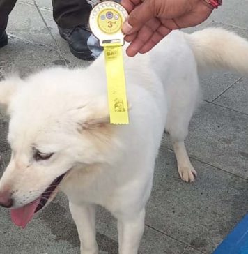 Asih Harumkan Nama Bali di PERKIN Dog Show 2026
