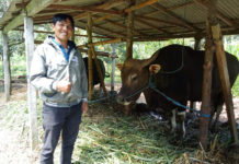 Berbobot 650 Kg, Sapi Bali Milik Peternak di Tembuku Dipilih Jadi Kurban Presiden