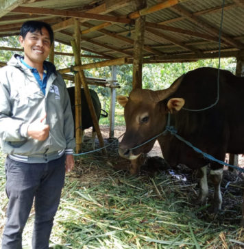 Berbobot 650 Kg, Sapi Bali Milik Peternak di Tembuku Dipilih jadi Kurban Presiden