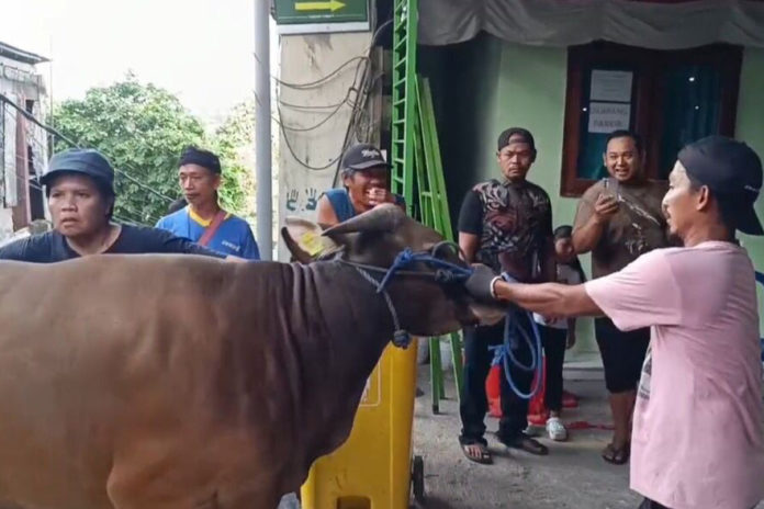Di Tabanan, Daging Kurban Bantuan Presiden Prabowo Dibagikan Ke Warga Muslim Dan Non Muslim 1
