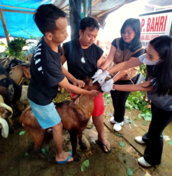 Distan Denpasar Terjunkan Belasan Petugas Periksa Kesehatan Hewan Kurban