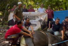 Dua Ekor Sapi Bantuan Presiden Prabowo di Badung Diserahkan ke Masjid Baiturahman Petang