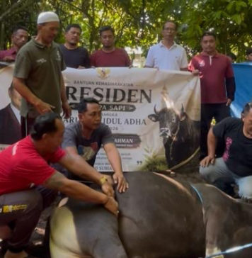 Dua Ekor Sapi Bantuan Presiden Prabowo di Badung Diserahkan ke Masjid Baiturahman Petang