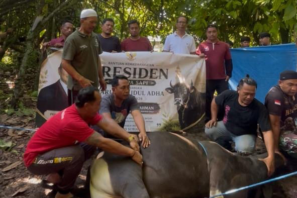 Dua Ekor Sapi Bantuan Presiden Prabowo Telah Dipastikan Sehat Dan Layak Konsumsi 1