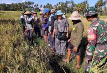 Dukung Ketahanan Pangan, Subak Uma Kumbuh Ubud Kembangkan Padi Organik Sri Sedana