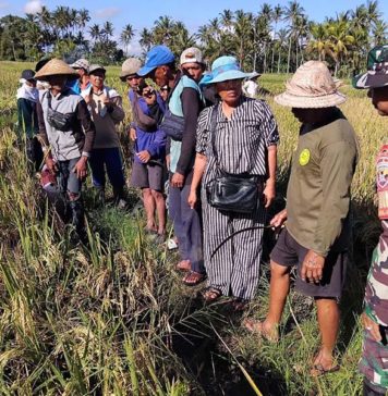 Dukung Ketahanan Pangan, Subak Uma Kumbuh Ubud Kembangkan Padi Organik Sri Sedana