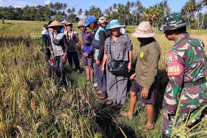 Dukung Ketahanan Pangan, Subak Uma Kumbuh Ubud Kembangkan Padi Organik Sri Sedana 1