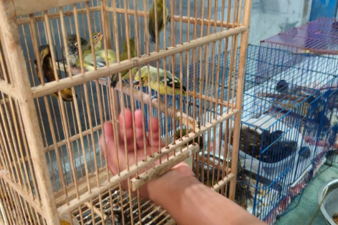 Elang Ular Bido Dan 21 Burung Sitaan Dilepasliarkan Di Bali Utara 1