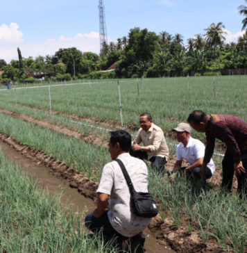 Gerokgak Diproyeksikan Jadi Sentra Bawang dan Hortikultura di Buleleng