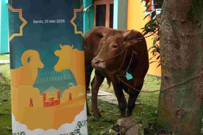 Iduladha 1447 H, 'Sambungkan Senyuman' Salurkan 590 Hewan Kurban Jangkau 40 Ribu Keluarga 1