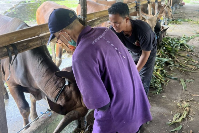 Jelang Idul Adha 2026, Peternak Sapi Gianyar Didorong Ikut Penuhi Kebutuhan Hewan Kurban 1