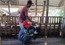 Jelang Idul Adha, Gianyar Datangkan Kambing Kurban dari Luar Daerah