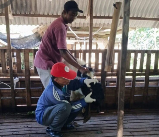 Jelang Idul Adha, Gianyar Datangkan Kambing Kurban dari Luar Daerah