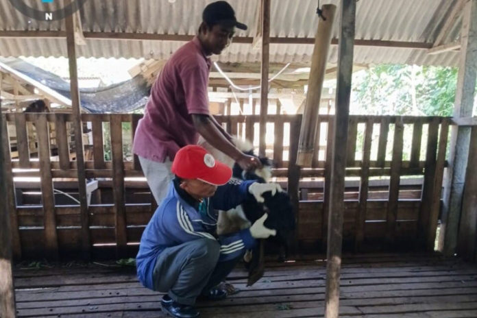 Jelang Idul Adha, Gianyar Datangkan Kambing Kurban Dari Luar Daerah 1