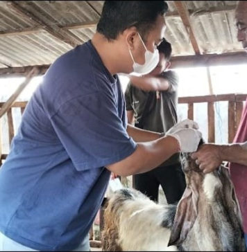 Jelang Idul Adha, Hewan Kurban di Jembrana Diperiksa