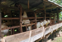 Kambing Lokal Sulit Laku, Peternak di Pupuan Resah