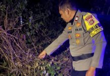 Kucing Melintas, Pemotor Temukan Bayi di Semak-semak Wilayah Jimbaran