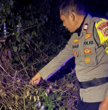 Kucing Melintas, Pemotor Temukan Bayi di Semak-semak Wilayah Jimbaran