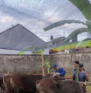 Pastikan Aman Dikonsumsi, Distan Gianyar Turunkan Dokter Cek Hewan Kurban