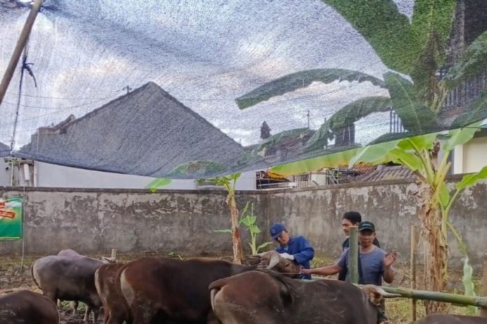 Pastikan Aman Dikonsumsi, Distan Gianyar Turunkan Dokter Cek Hewan Kurban 1