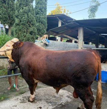 Presiden Salurkan 1.098 Ekor Sapi pada Iduladha 1447 H, Terberat Capai 1,3 Ton