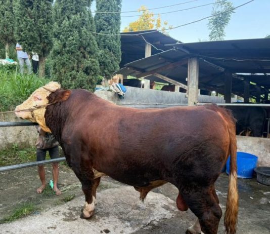 Presiden Salurkan 1.098 Ekor Sapi pada Iduladha 1447 H, Terberat Capai 1,3 Ton