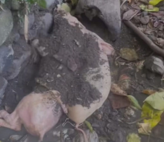 Kematian Babi di Tabanan dan Canggu Perlu Diwaspadai, Peternak Diminta Perketat Biosekuriti