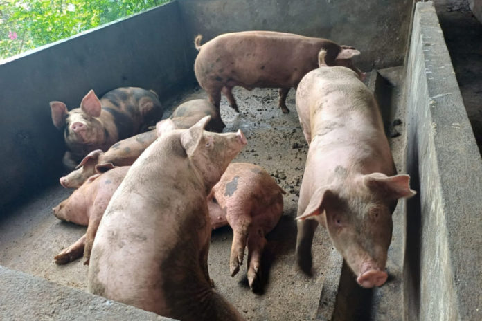Puluhan Babi Di Gianyar Mati Akibat ASF, Distan Imbau Peternak Perketat Biosecurity 1