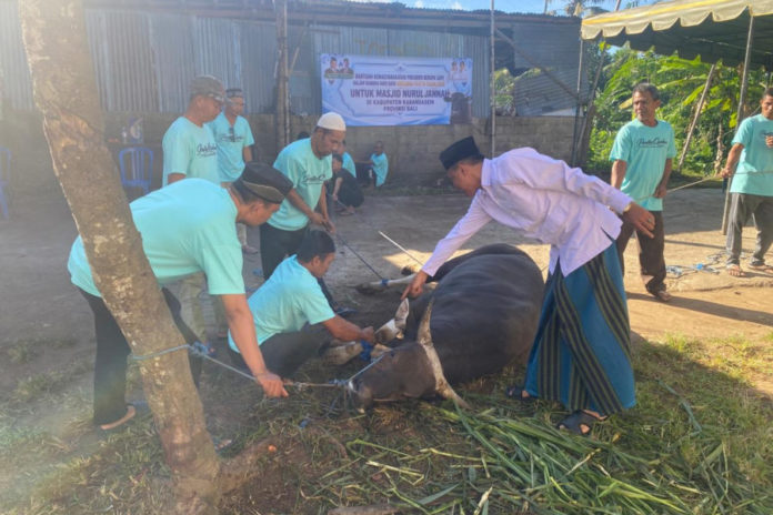 Sapi Kurban Bantuan Presiden Dipotong Untuk Idul Adha Di Masjid Nurul Jannah 1