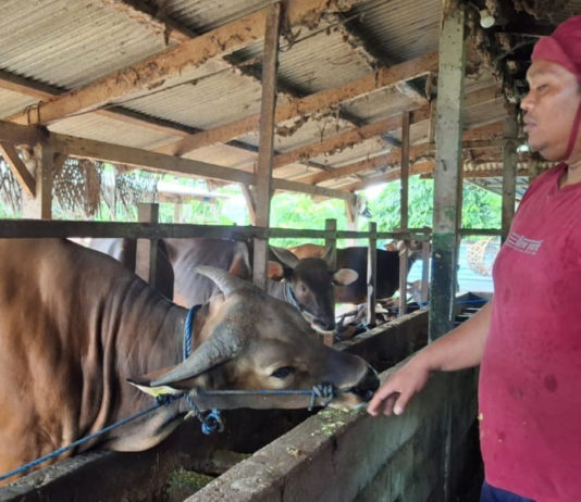 Sapi Kurban Bantuan Presiden Siap Diterima Yayasan Nurul Falah At-Tabani