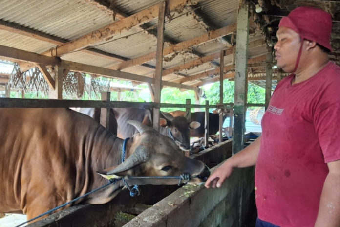 Sapi Kurban Bantuan Presiden Siap Diterima Yayasan Nurul Falah At Tabani 1