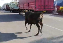 Sapi Kurban Kabur Masuk Antrean Pelabuhan Gilimanuk