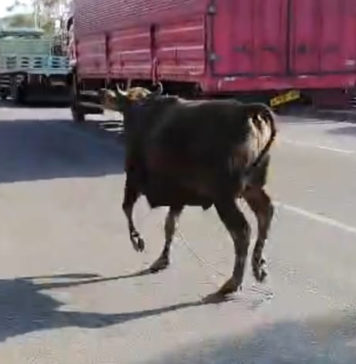 Sapi Kurban Kabur Masuk Antrean Pelabuhan Gilimanuk