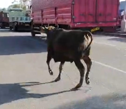 Sapi Kurban Kabur Masuk Antrean Pelabuhan Gilimanuk