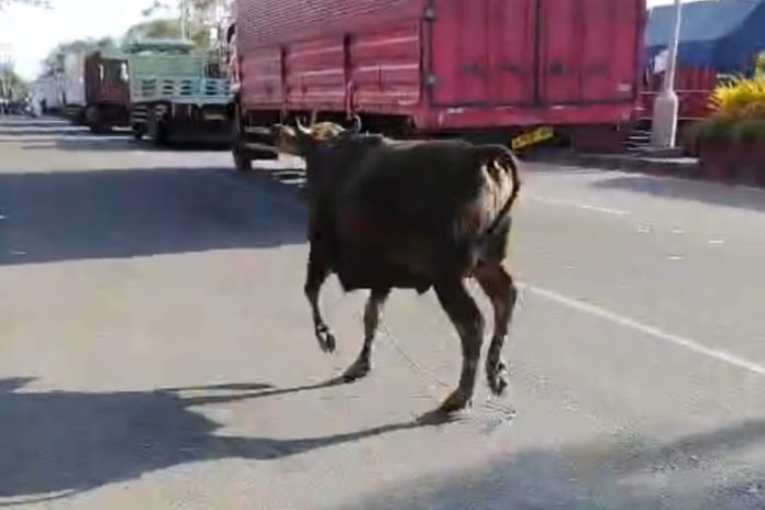 Sapi Kurban Kabur Masuk Antrean Pelabuhan Gilimanuk 1