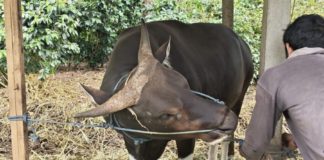 Sapi Peternak Asal Pempatan Dipilih Presiden untuk Kurban Iduladha 1447 H